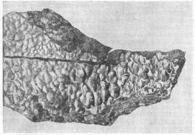 Железный метеорит, упавший на Дальнем Востоке (в Богуславке)